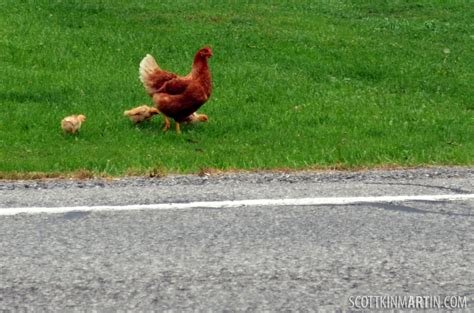 Descubre El Misterio de la Carretera de Pollo en España in Spain